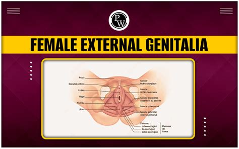 Female External Genitalia Anatomy Development And Functions