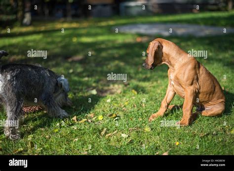 Rhodesian Ridgebacks Fotograf As E Im Genes De Alta Resoluci N Alamy