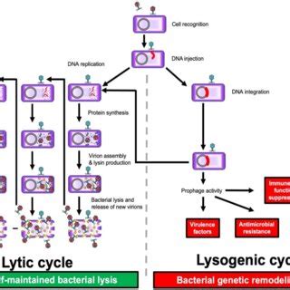 The whole process required for phage therapy: phage discovery; phage ...