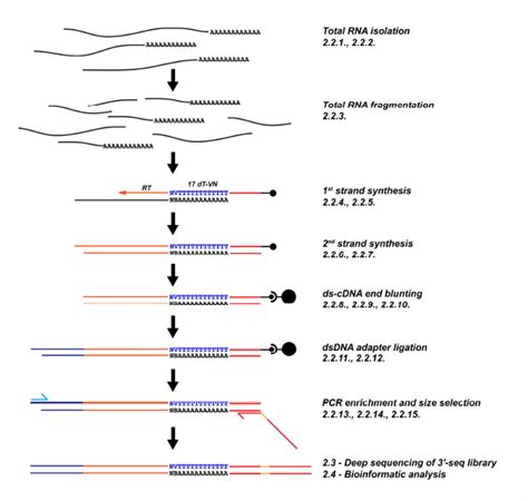 Genome Wide Profiling Of The 3 Ends Of Polyadenylated RNAs RNA Seq Blog