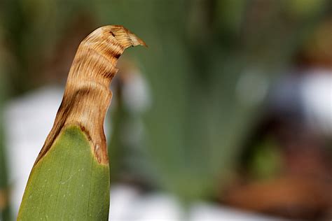 Fotos Gratis Naturaleza Hoja Flor Fauna Silvestre Pico De Cerca