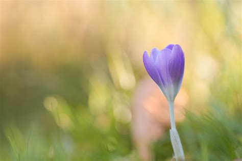 Einsamer Krokus Forum F R Naturfotografen