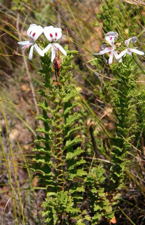 Dollrose Storksbill From Greyton Nature Reserve Greyton Nature Reserve