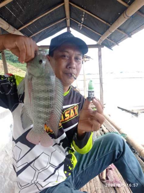 Essen Lumut Lekker Essential Untuk Ikan Nila Mujaer Essen Media Lumut