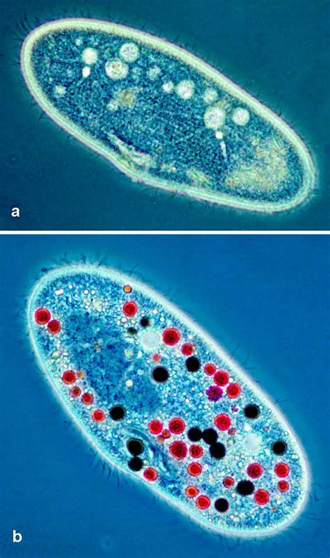 86 best images about Protist on Pinterest | Green algae, Phylogenetic ...