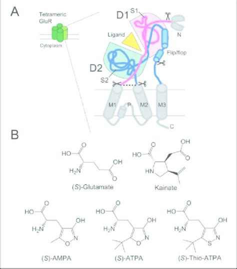 Structure of ionotropic glutamate receptors and ligands. A, an ...