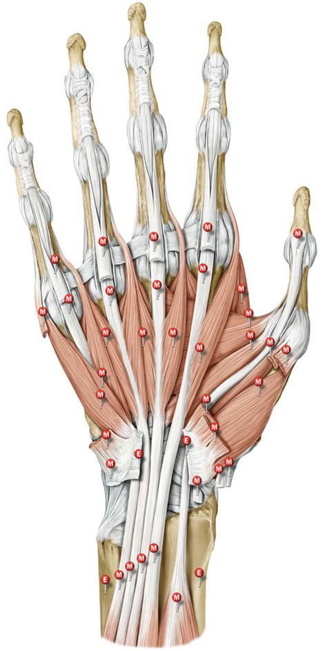 Handmuskulatur Berblick Iii Palmar Diagram Quizlet