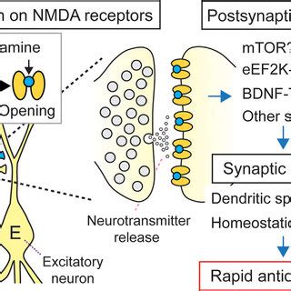 A Model Of Ketamine S Rapid Antidepressant Effects On Synaptic