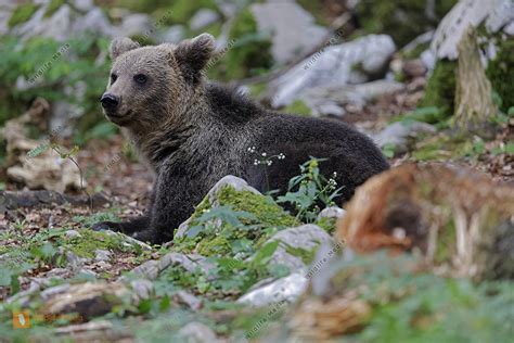 Europ Ischer Braunb R Halberwachsen Bild Bestellen Naturbilder Bei