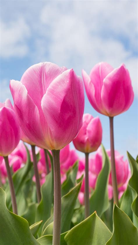 Tulip Flower Wallpaper Hd In Black Background | Best Flower Site