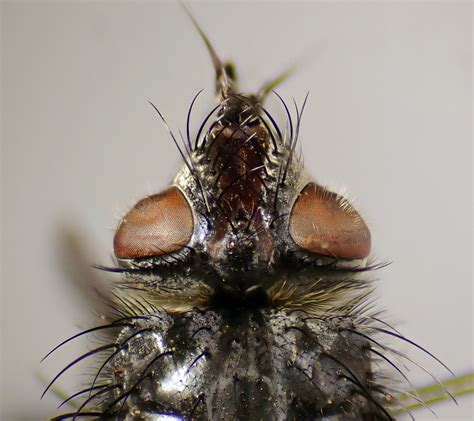 Panzeria Intermedia Female Head Kenfig Dunes Glamorgan Flickr