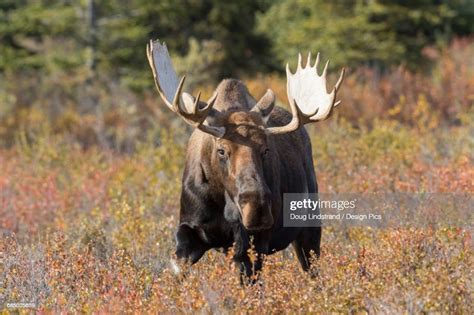 Bull Moose Standing In Autumn Foliage Denali National Park And Preserve