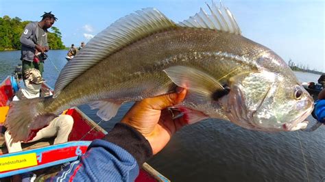 Fishing For Freshwater Silver Croaker Fish Koebie At Mamadam