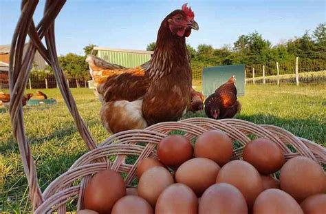 C Mo Empezar Con Un Negocio De Gallinas Ponedoras En Casa Granja