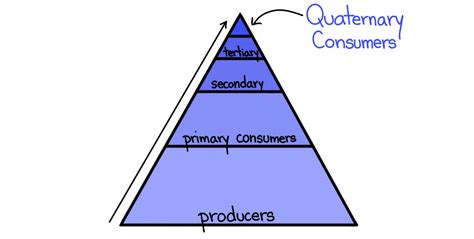 Quaternary Consumer — Definition & Role - Expii