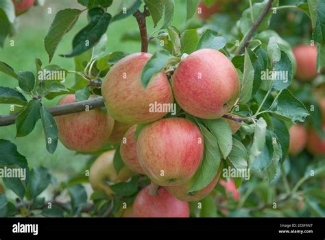 Pommier Malus Domestica Pinova Banque De Photographies Et Dimages