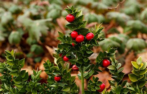 Las Plantas T Picas De Navidad Y Sus Cuidados