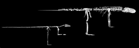 Scott Hartman On Twitter Rt Johnrhutchinson Another Dawndinos D