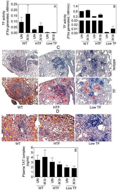 TF Expression In Alveolar Macrophages Lungs And Granuloma Upon M Tb