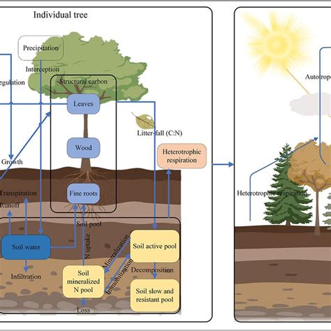 Schematic Representation Of Forcchn Lai Is Leaf Area Index Nsc Is