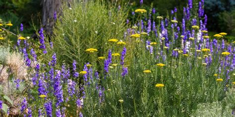 A Beginner S Guide To Xeriscaping Millcreek Gardens