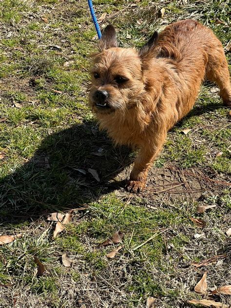 Northwest Georgia Scanner