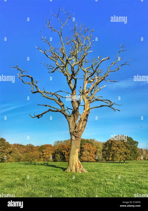 Dead Oak Tree Against Blue Sky On A Bright Autumn Day In November Stock