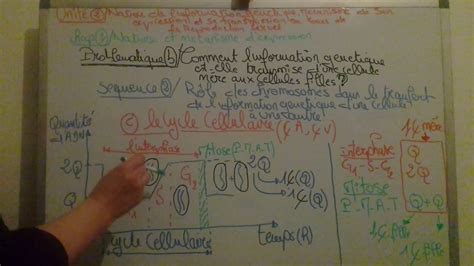 Evolution De La Quantite D Adn Au Cours De La Mitose Youtube