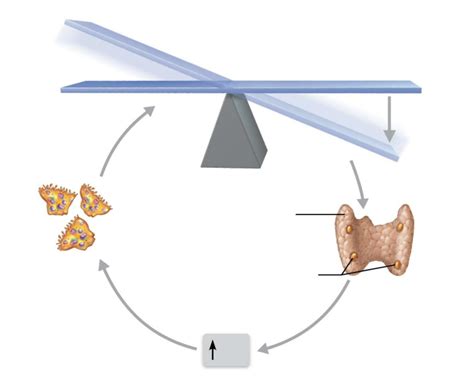 Chapter 6 Bones And Skeletal Tissue Lab Exam Pt 14 Diagram Quizlet