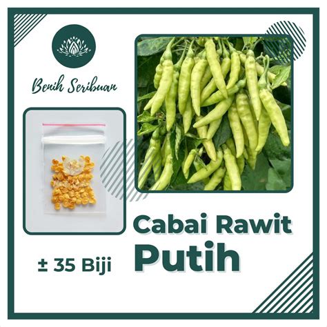 Jual Biji Benih Cabe Rawit Putih Merunduk Bibit Cabai Unggul Tanaman