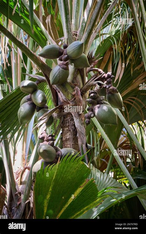 Huge Nuts Of Coco De Mer Palm Tree In Vallee De Mai Praslin Island