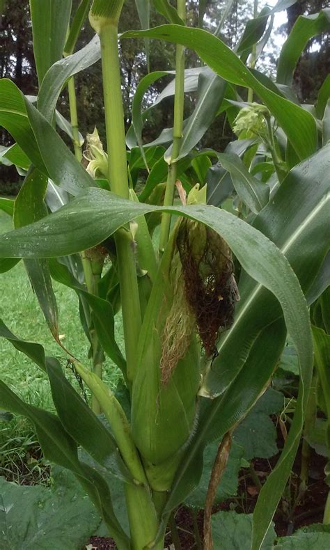 Growing together | Oslo Garden