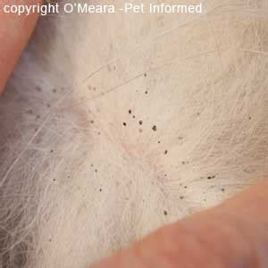 Flea Pictures - What do Fleas and Flea Infestations Look Like.