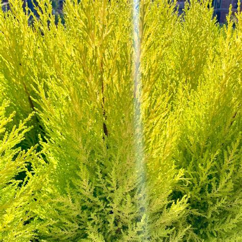 Acheter Cupressus Goldcrest Vivace Pas Cher Sur Coclicoh