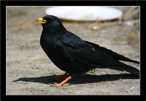 Chough Bird - India Travel Forum | IndiaMike.com