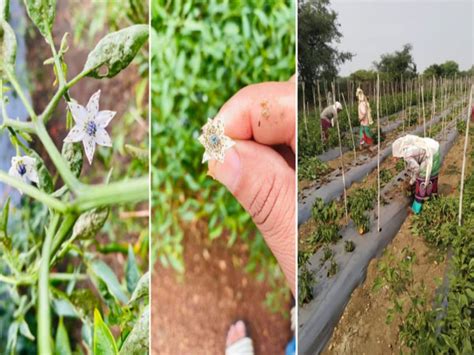 Black Thrips Destroyed Chilli Crop In Chhattisgarh No Medicine Works