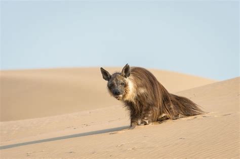 Namibia wildlife