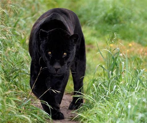 Animal: Black Panther