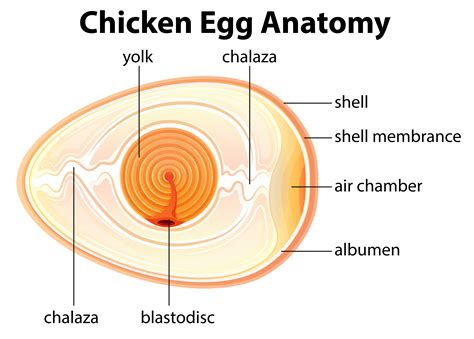 Chicken Egg Anatomy 294100 Vector Art At Vecteezy