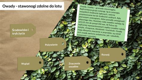 Owady stawonogi zdolne do lotu by Ewa Ćwintal on Prezi