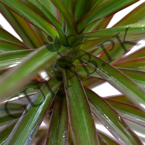 Dracaena Marginata Gulab