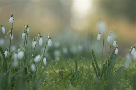 Wallpaper Sunlight Leaves Water Nature Field Green Morning