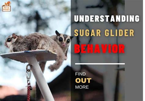 Understanding Sugar Glider Behavior