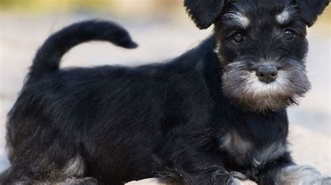 Total Images Cuanto Debe Comer Un Perro Schnauzer Viaterra Mx