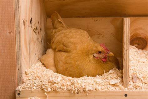 Golden Sex Link Chicken Breed Profile And Care Guide