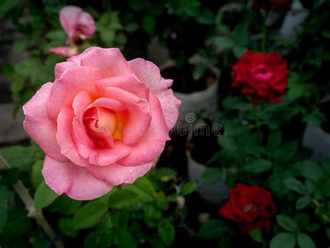 Pink Rose Blooming Stock Image Image Of Blossom Natural 164645309