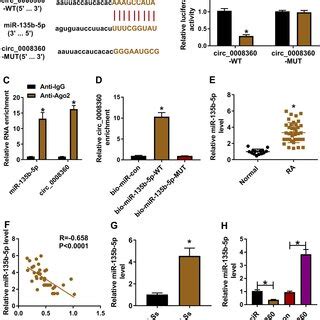 Circ 0008360 Acted As A Sponge Of MiR 135b 5p A The Predicted Binding