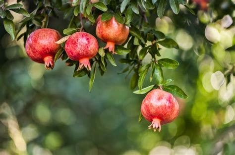 ᐅ Granatapfelbaum schneiden Anleitung und Tipps