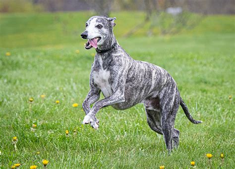 21 Brindle Dog Breeds With Gorgeous Coats Purewow