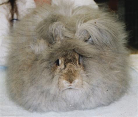 Agouti Colours Brown Grey English Angora Uk National Angora Rabbit Club